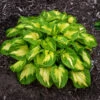 Shadowland® 'Etched Glass' Hosta -Flowers Sales Store Hosta Etched Glass 3 P