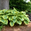 Shadowland® 'Seducer' Hosta -Flowers Sales Store Hosta Seducer 1 P