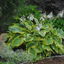 Shadowland® 'Seducer' Hosta 11 Shadowland® 'Seducer' Hosta -Flowers Sales Store Hosta Seducer 4 P