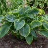 Shadowland® 'Wu-La-La' Hosta -Flowers Sales Store Hosta Wu La La 2 P