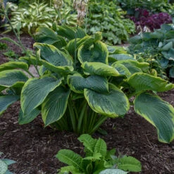 Shadowland® 'Wu-La-La' Hosta -Flowers Sales Store Hosta Wu La La 3 P