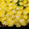 Hot Cakes® 'Banana Blast' Ice Plant -Flowers Sales Store Hot cakes banana blast delosperma ice plant 1 P sw