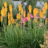 'Mango Popsicle' Red Hot Poker -Flowers Sales Store Kniphofia Mango Popsicle 5