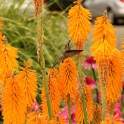 'Mango Popsicle' Red Hot Poker -Flowers Sales Store Kniphofia Mango Popsicle 6
