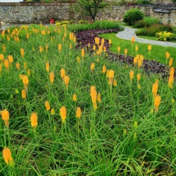 'Mango Popsicle' Red Hot Poker -Flowers Sales Store Kniphofia Mango Popsicle 7 1