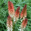 'Orange Vanilla Popsicle' Red Hot Poker -Flowers Sales Store Kniphofia Orange Vanilla Popsicle 1