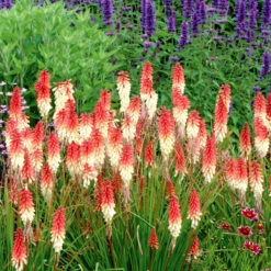 'Orange Vanilla Popsicle' Red Hot Poker -Flowers Sales Store Kniphofia Orange Vanilla Popsicle 4
