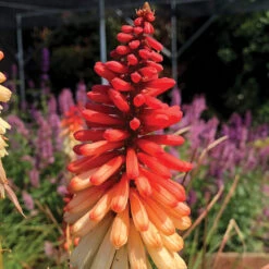 'Orange Vanilla Popsicle' Red Hot Poker -Flowers Sales Store Kniphofia Orange Vanilla Popsicle 6