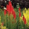 'Redhot Popsicle' Red Hot Poker 2 'Redhot Popsicle' Red Hot Poker -Flowers Sales Store Kniphofia Redhot Popsicle 1