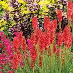 'Redhot Popsicle' Red Hot Poker -Flowers Sales Store Kniphofia Redhot Popsicle 2