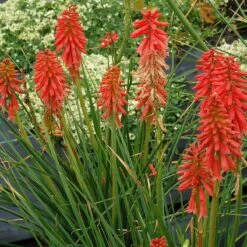 'Redhot Popsicle' Red Hot Poker -Flowers Sales Store Kniphofia Redhot Popsicle 4