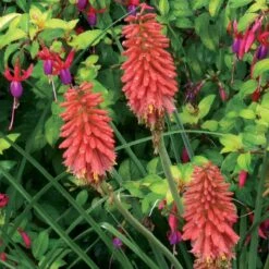 'Redhot Popsicle' Red Hot Poker -Flowers Sales Store Kniphofia Redhot Popsicle 5