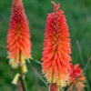 Pyromania™ 'Backdraft' Red Hot Poker 1 Pyromania™ 'Backdraft' Red Hot Poker -Flowers Sales Store Kniphofia Backdraft 1 P