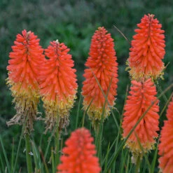 Flowers Sales Store -Flowers Sales Store Kniphofia Backdraft 2 P