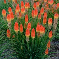 Pyromania™ 'Backdraft' Red Hot Poker -Flowers Sales Store Kniphofia Backdraft 3 P