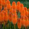 Pyromania™ 'Orange Blaze' Red Hot Poker -Flowers Sales Store Kniphofia Orange Blaze 1 P