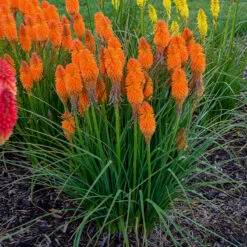 Pyromania™ 'Orange Blaze' Red Hot Poker -Flowers Sales Store Kniphofia Orange Blaze 2 P