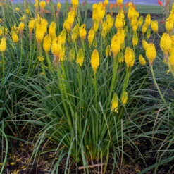 Pyromania™ 'Solar Flare' Red Hot Poker -Flowers Sales Store Kniphofia Solar Flare 2 P