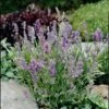 'Ellagance Sky' Lavender -Flowers Sales Store Lavandula ellagance sky 1 l sw