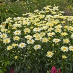Amazing Daisies® 'Banana Cream' Shasta -Flowers Sales Store Leucanthemum Banana Cream 2 P 70ca4ab5 25ef 449f 9d4d 1238edb1ed89 sw