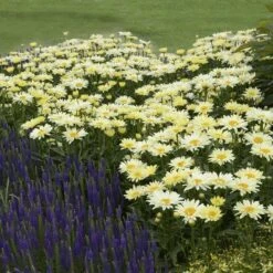 Amazing Daisies® 'Banana Cream' Shasta -Flowers Sales Store Leucanthemum Banana Cream 3 P 2b9bf5b7 58a6 4268 b2df 820fd2810532 sw