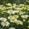 Amazing Daisies® 'Banana Cream' Shasta -Flowers Sales Store Leucanthemum Banana Cream 4 P 4f14de24 ebcc 4084 a6f8 5dbcbe75d8c2 sw
