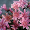 'Little Plum' Lewisia -Flowers Sales Store Lewisia Little Plum 2