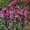 'Starship Deep Rose' Cardinal Flower -Flowers Sales Store Lobelia speciosa cardinal flower starship deep rose 1