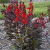 Starship™ Scarlet Bronze Leaf Cardinal Flower -Flowers Sales Store Lobelia speciosa cardinal flower starship scarlet bronze leaf 1