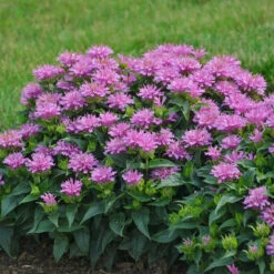 Bee Dazzled Pollinator Collection -Flowers Sales Store Monarda Pardon My Lavender 1