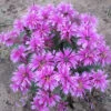 'Leading Lady Orchid' Bee Balm -Flowers Sales Store Monarda Leading Lady Orchid 1 P
