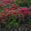 'Pardon My Cerise' Bee Balm -Flowers Sales Store Monardadidyma PardonMyCerise PP29234CPBR57250001lowres