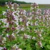 Whispurr™ Pink Catmint 1 Whispurr™ Pink Catmint -Flowers Sales Store NEP19 25794