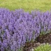'Cat's Pajamas' Catmint -Flowers Sales Store Nepeta Cats Pajamas 1 P sw