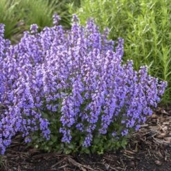 'Cat's Pajamas' Catmint -Flowers Sales Store Nepeta Cats Pajamas 4 P sw