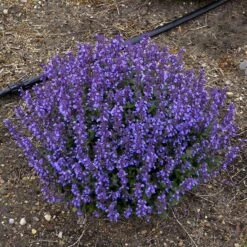 'Cat's Pajamas' Catmint -Flowers Sales Store Nepeta Cats Pajamas 5 P sw