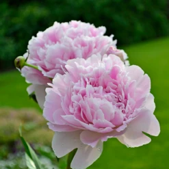 'Sarah Bernhardt' Peony 9 'Sarah Bernhardt' Peony -Flowers Sales Store PaeoniaSarahBernhardt 130620cre002