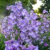 Cha Cha™ ‘Lavender’ Beardtongue -Flowers Sales Store Penstemon Cha Cha Lavender 3