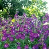 Cha Cha™ 'Purple' Beardtongue -Flowers Sales Store Penstemon Cha Cha Purple 3