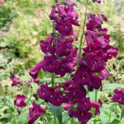 Cha Cha™ 'Purple' Beardtongue -Flowers Sales Store Penstemon Cha Cha Purple 6