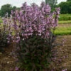 'Midnight Masquerade' Beardtongue -Flowers Sales Store Penstemon Midnight Masquerade 1 P