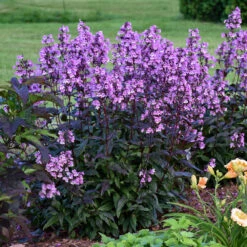 'Midnight Masquerade' Beardtongue -Flowers Sales Store Penstemon Midnight Masquerade 3 P
