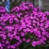 'Cloudburst' Tall Cushion Phlox -Flowers Sales Store Phlox Cloudburst 1 P sw