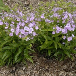 'Opening Act Blush' Hybrid Phlox -Flowers Sales Store Phlox Opening Act Blush 1