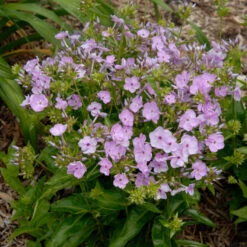 'Opening Act Blush' Hybrid Phlox -Flowers Sales Store Phlox Opening Act Blush 2