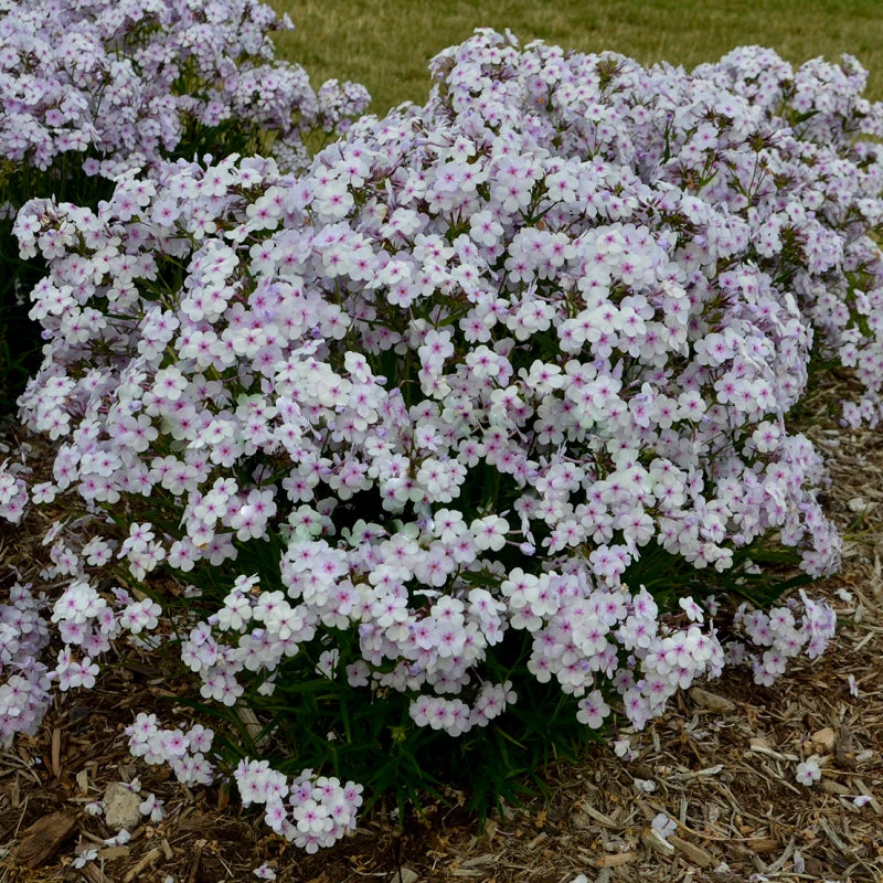 'Opening Act Pink-A-Dot' Hybrid Phlox 4 'Opening Act Pink-A-Dot' Hybrid Phlox - Image 2
