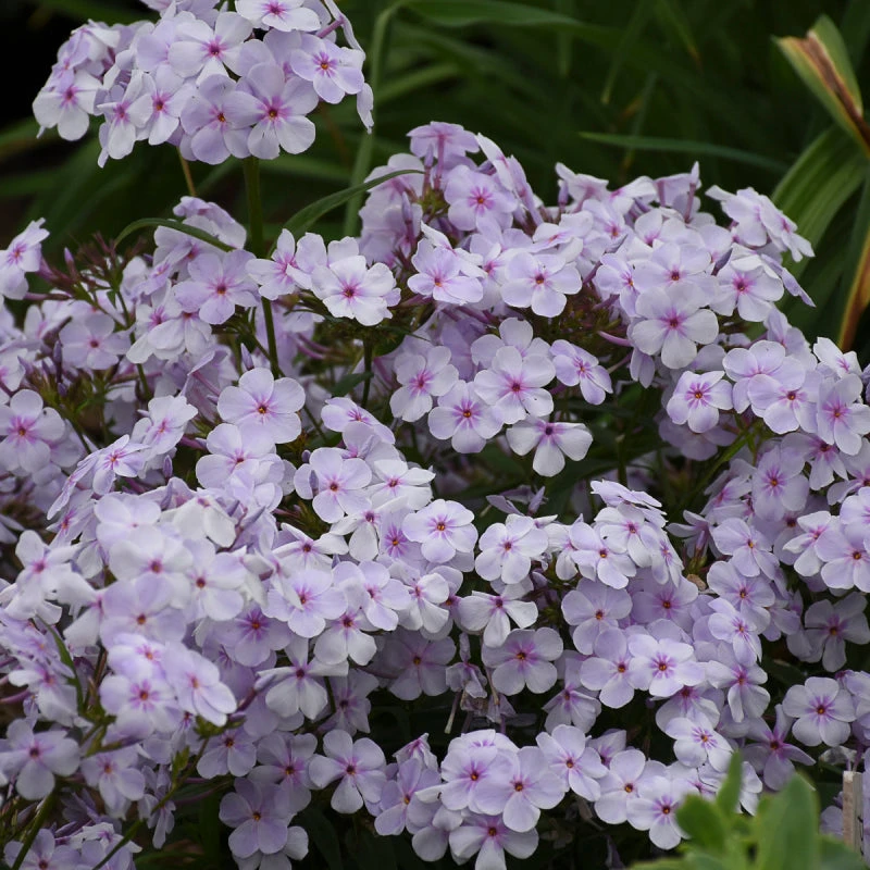 'Opening Act Pink-A-Dot' Hybrid Phlox 5 'Opening Act Pink-A-Dot' Hybrid Phlox - Image 3