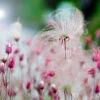 Prairie Smoke Geum 1 Prairie Smoke Geum -Flowers Sales Store Prairie smoke geum 2