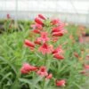 'Pristine Scarlet' Beardtongue -Flowers Sales Store PristineScarletBeardtongue