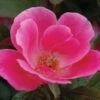 Pink Knock Out® Rose -Flowers Sales Store ROSPK2Q 1